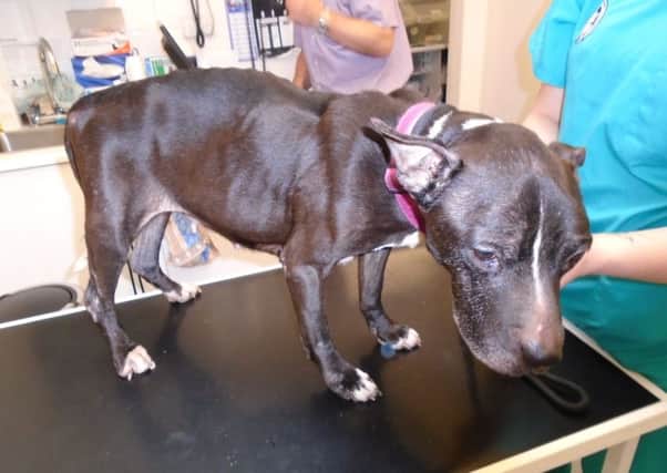 The SPCA said the dog had suffered months, if not years, of pain.