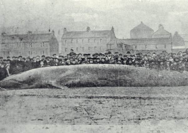 Kirkcaldy Whale, 1904.