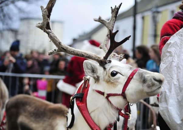 Santa's reindeer (Pic: Alan Murray Photography)