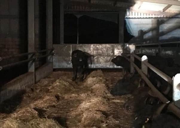 Bert the Buffalo is back after going missing from Buffalo Farm.