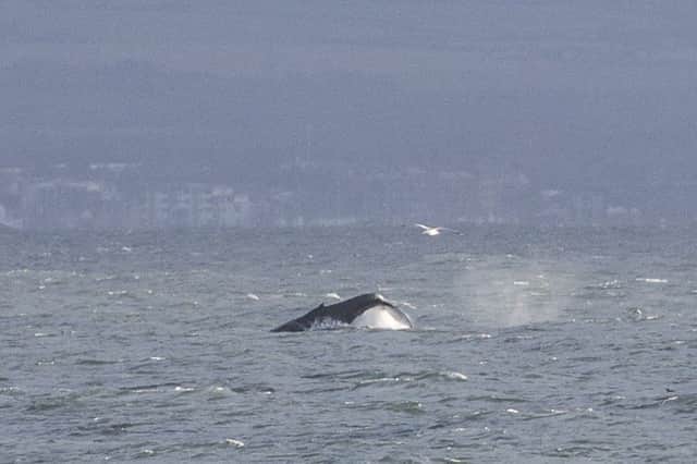 The humpback whale in the Forth. Pic by Walk Highlands And Islands Ltd.