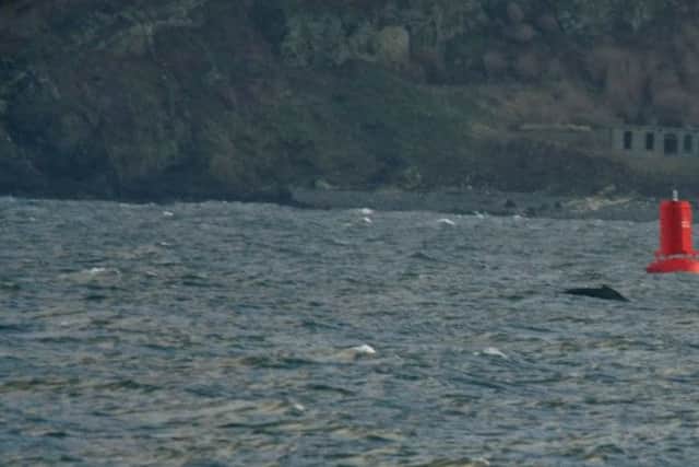 The whale off Inchkeith Island. Pic by Bruce Meldrum