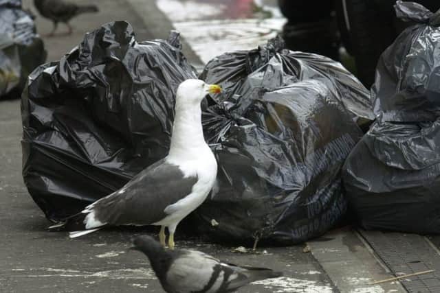 Aggressive gulls are a particular problem in Kirkcaldy, where reports are common of birds swooping on shoppers and stealing their food. Pic: TSPL.