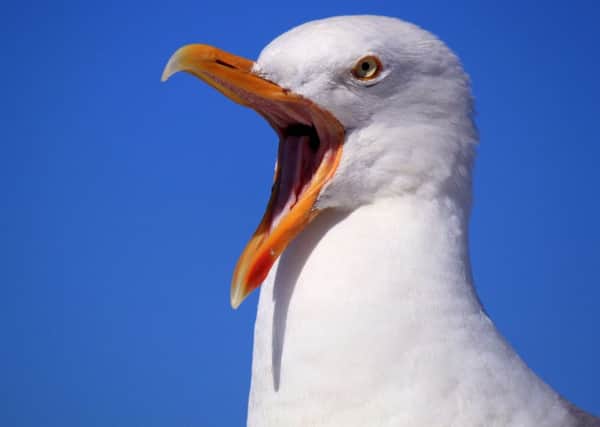 A new campaign is being launched to try and keep seagulls away from Fife's town centres.