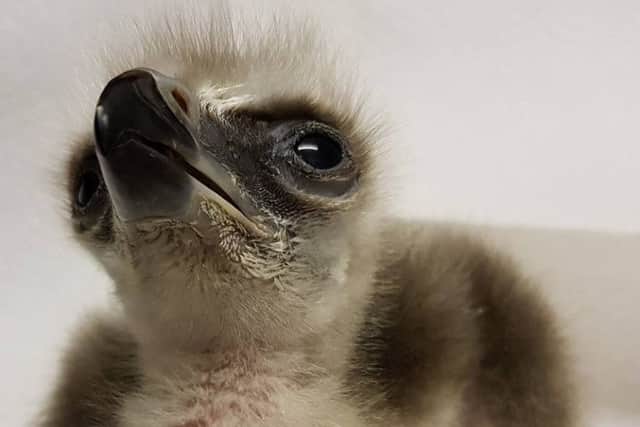 The Martial eagle chick at two weeks old. All pics and video: SWNS