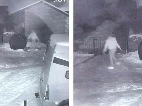 CCTV stills show someone letting the animals out.