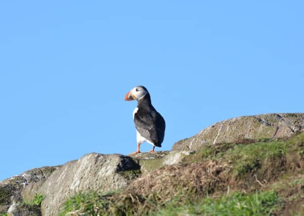 One of the Science Week events is a talk by reserve manager David Steel about the Isle of May, home to many seabirds, including puffins.
