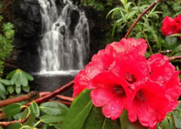 Several Fife properties are celebrating the diversity of the rhododendron by taking part in this years festival.