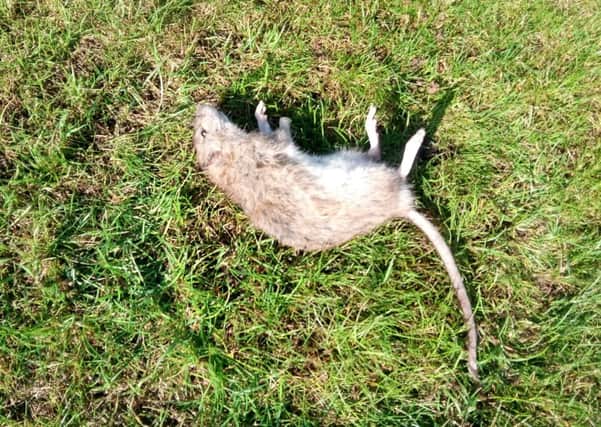 The latest rat discovered in Shirley's garden.