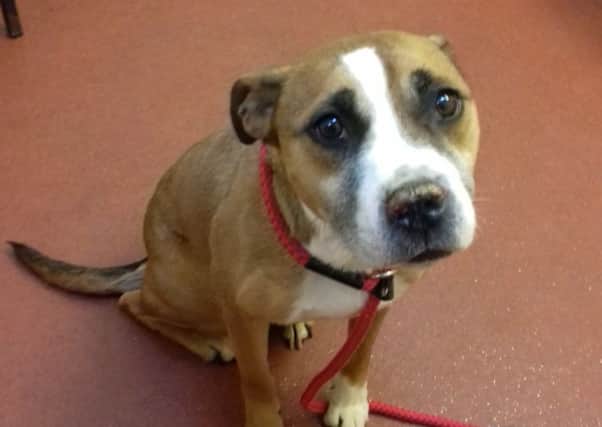 The dog has been named Bonnie. Pic: Scottish SPCA.