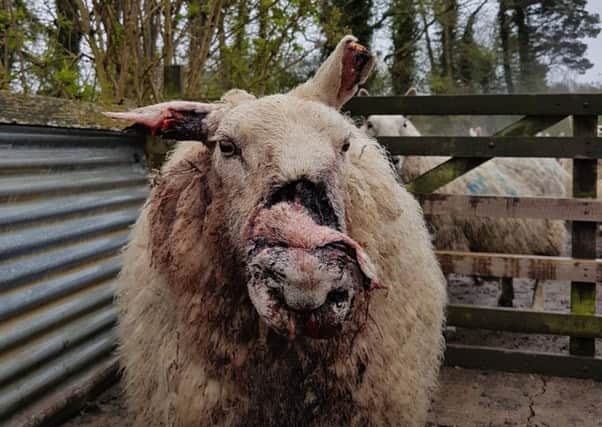 Sheep worrying in Fife