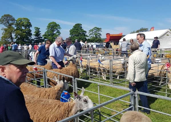 The best of livestock was on display at the Fife Show.