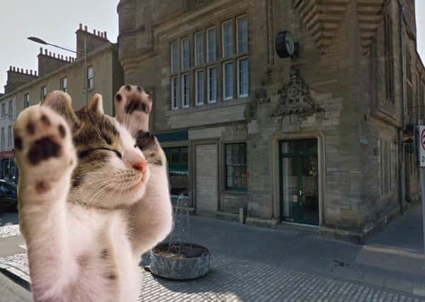 A cat cafe could soon be cpoming to Fife.