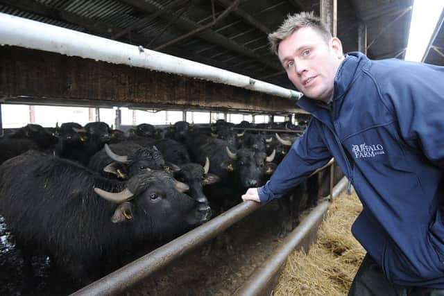 Steve with his buffalo