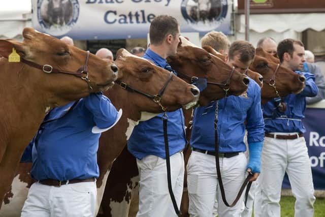 A parade of Ayrshire cows