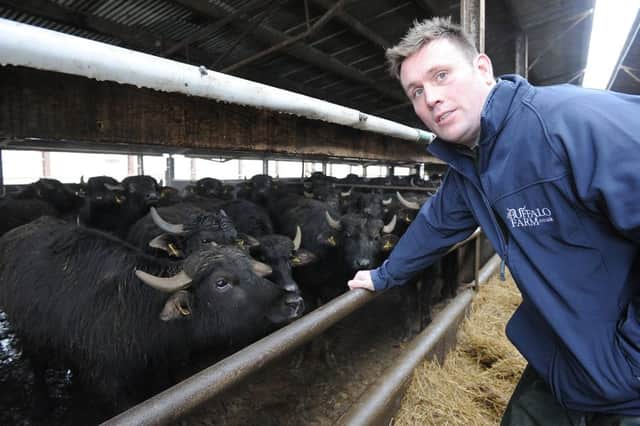 Steve with some of his buffalo
