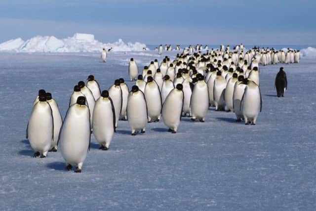 Emperor penguins returning from feeding in Antarctica.