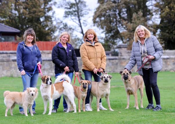 Christiane with Pauline Robb, Christiane's aunt Sheila Buist and Jackie Maxwell with the rescued dogs. Pic:  Fife Photo Agency.
