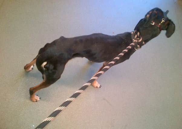 One of Juliet Watson's pet dogs, which was found to have suffered under her care. (Photo: Scottish SPCA)