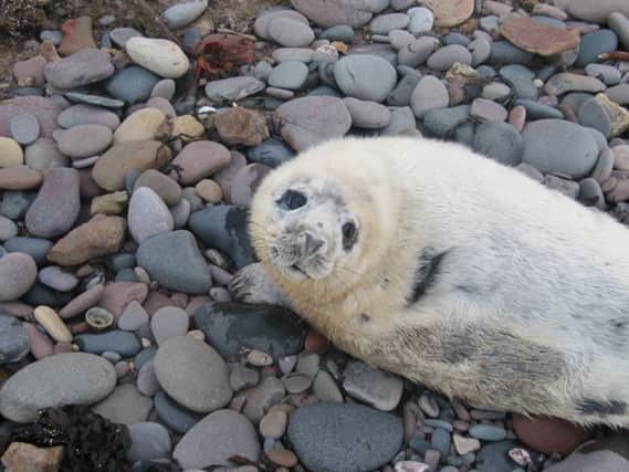 The pups were released back into the wild. Picture: Scottish SPCA