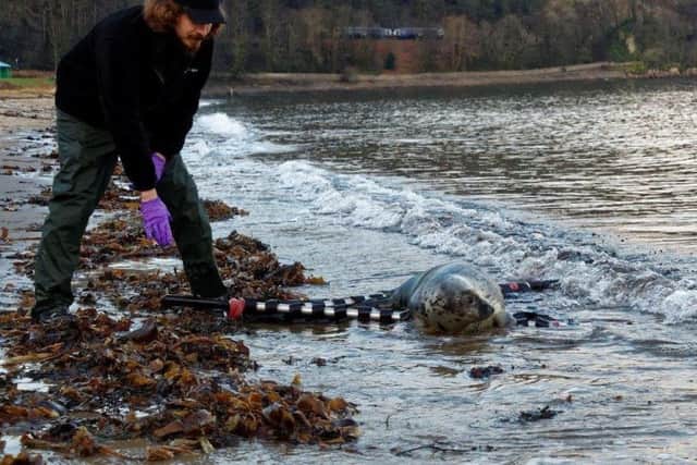 Picture: Scottish SPCA