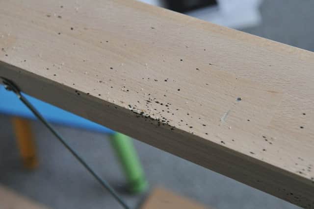 Some of the bed bugs on the bed woodwork. Pic: George McLuskie.