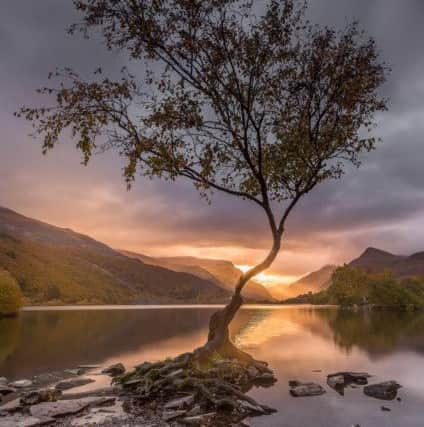 Phil's stunning image of Llyn Padarn tree in Wales. (Pic Phil Cooke Photography).