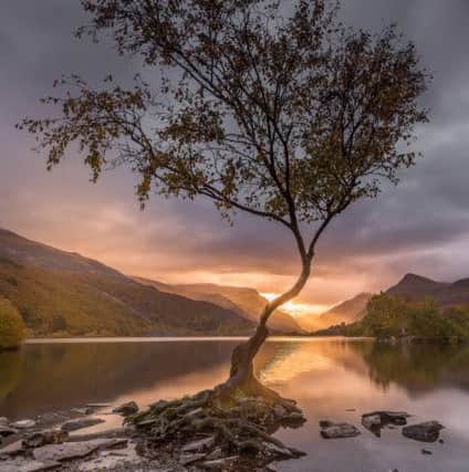 Phil's stunning image of Llyn Padarn tree in Wales.  (Pic Phil Cooke Photography).