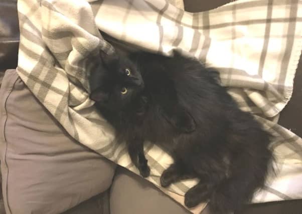 Bella was one of those affected and had to be put to sleep. Picture: Scottish SPCA