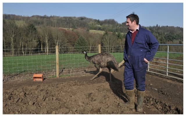 Steve with the emus