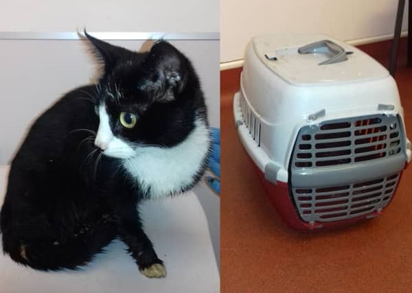 Clover is being cared for. Picture: Scottish SPCA