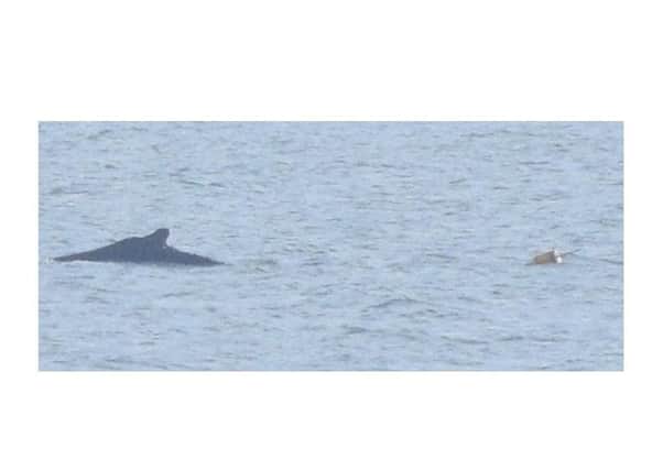 The humpback is trailing a bouy in the Forth. Picture: Ronnie Mackie/FMMP