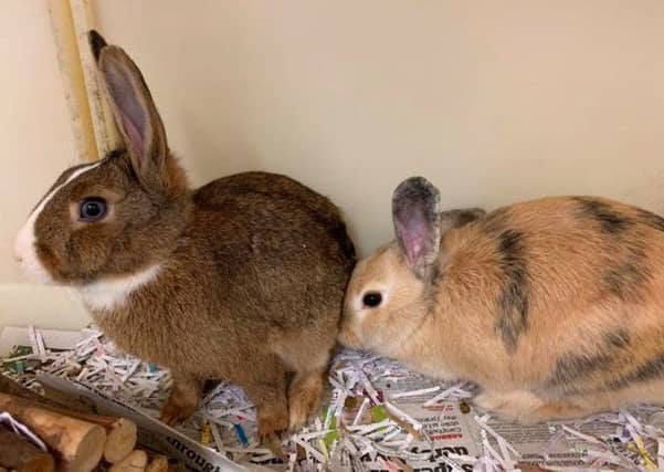 Belle and Hetty. Picture: SSPCA