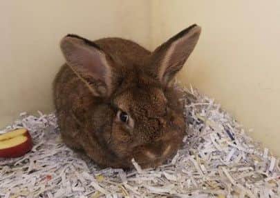 Hazel. Picture: SSPCA