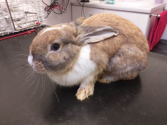 Tony recovering after a bit of a clean up. Pic: Scottish SPCA