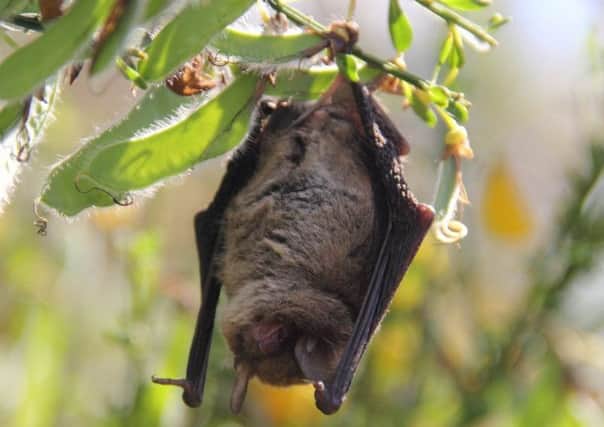Bats; would you like to get up close?