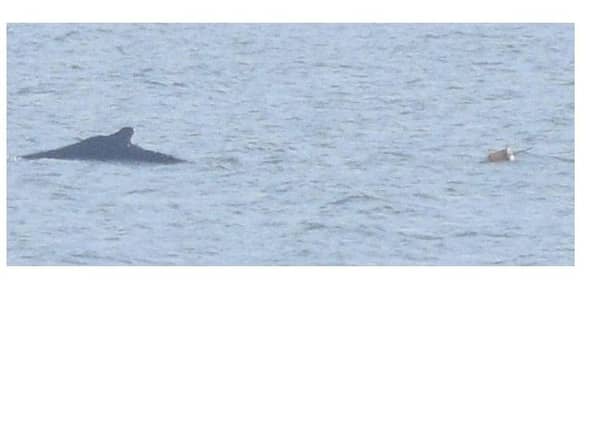 Humpback whale in the Firth of Forth entangled in a bouy. (Pic Ronnie Mackie).
