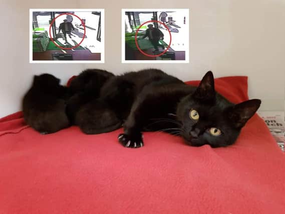 The cat and her kittens, and inset, CCTV pictures from the store.