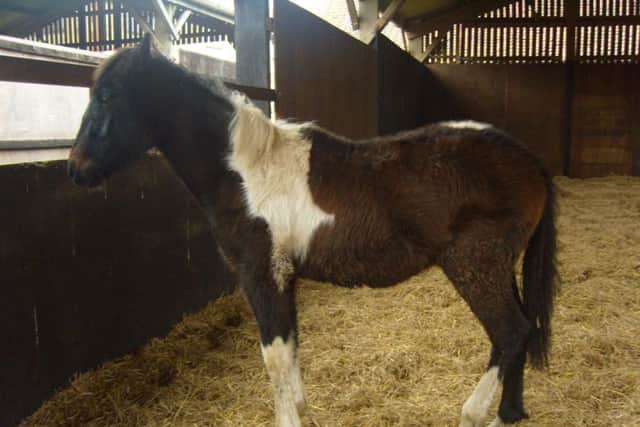 Lucas pictured as a foal after being rescued.