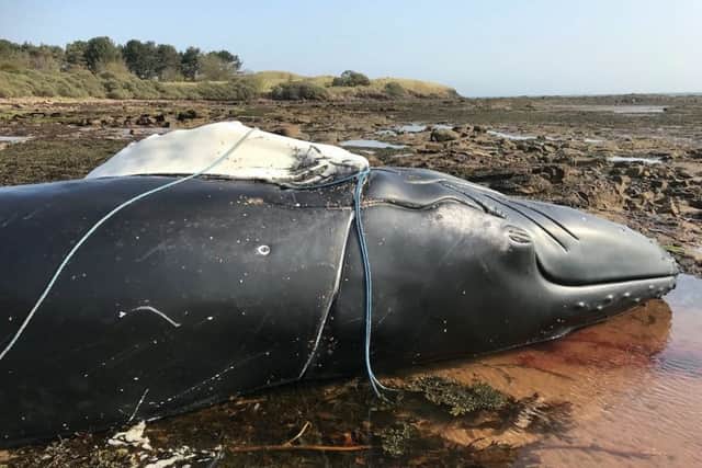 The whale has been identified as the same one which watchers in Fife had been tracking.