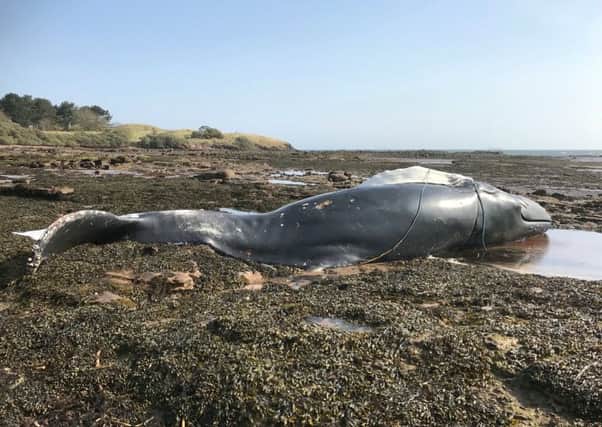 A nine metre humpback whale found washed up on the beach at John Muir Country Park, Dunbar, East Lothian