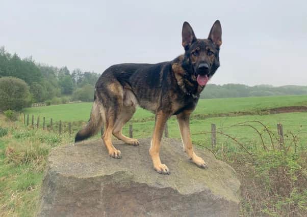 It was police dog PD Ozthat eventually located the missing youngster.