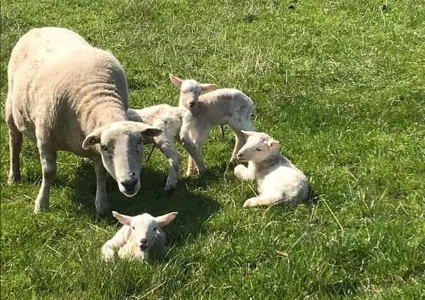 The sheep which was savaged and had to be put down because of her injuries. Pictured with the quads which she had given birth to just days before the attack. (Picture: Ardross Farm)