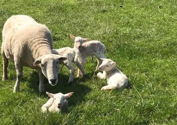 The sheep which was savaged at Ardross Farm and had to be put down because of her injuries. Pictured with the quads which she had given birth to just days before the attack. (Picture: Ardross Farm)