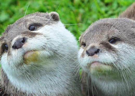 Pic taken at Scottish Deer Centre, Cupar. Pic: Pat Kemp.