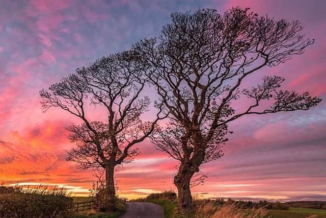 Kissing trees in Kinghorn. Pic: Paul Adams.