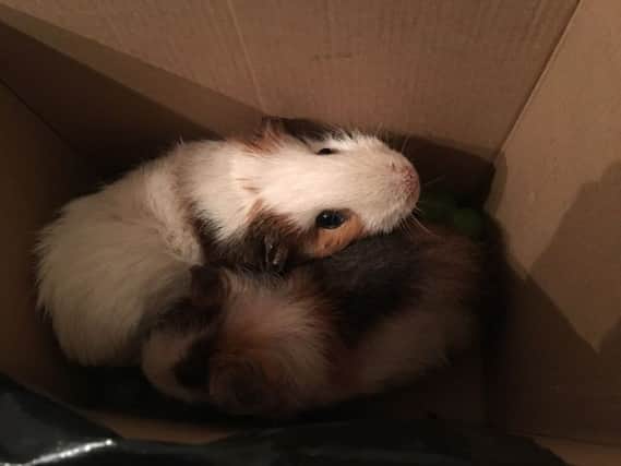 The abandoned Guinea pigs are being looked after at an SSPCA rescue centre.