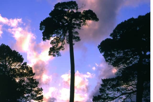 This Scots Pine image, captured by Ken in Glen Affric, has come to represent John Muir in his heart, standing alone surrounded by a beauty both real and spiritual.