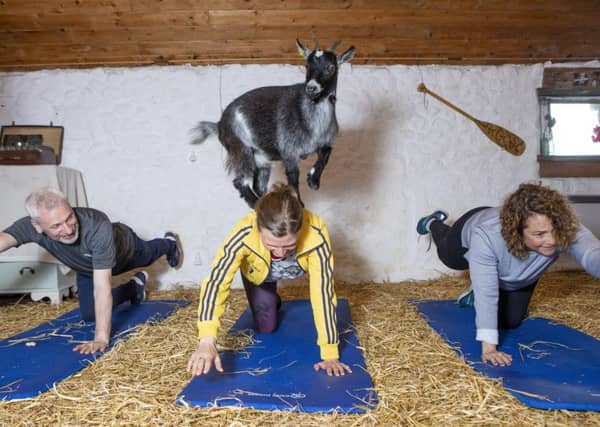 Mabel the goat takes part in Pygmy goat pilates at Bellcraig Farm.