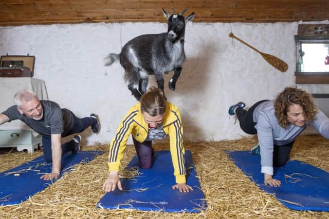 Mabel the goat takes part in Pygmy goat pilates at Bellcraig Farm.